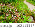 可愛い小さな花たち 102113347