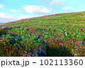 高原の花畑　平票山 102113360