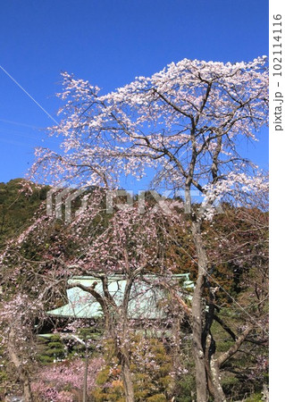 枝垂桜 102114116