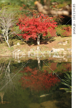 瑠璃光寺 紅葉の五重塔 102114185