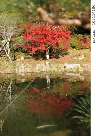 瑠璃光寺 紅葉の五重塔 102114186