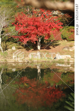 瑠璃光寺 紅葉の五重塔 102114187