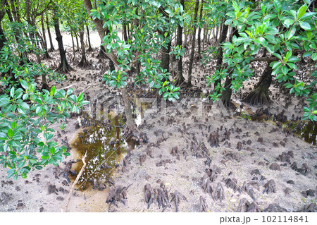 【石垣やいま村 (マングローブ散策路)】 沖縄県石垣市名蔵 102114841