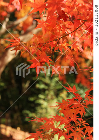 『秋色紅葉』葉　もみじ　秋 102115009
