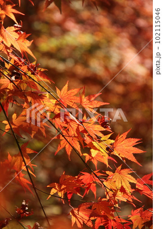 『秋色紅葉』葉　もみじ　秋 102115046