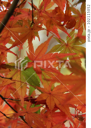 『秋色紅葉』葉　もみじ　秋 102115052