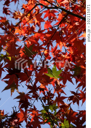 『秋色紅葉』葉　もみじ　秋 102115071
