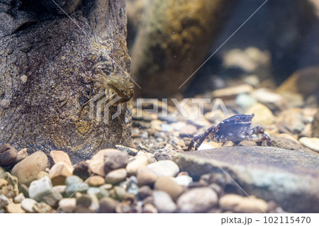 相模原ふれあい科学館　アクアリウムさがみはら　館内の様子 102115470