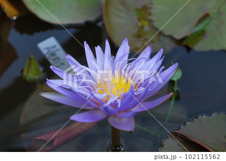 青い花　睡蓮 102115562