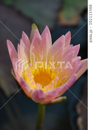 睡蓮の花の優しい色 102115566