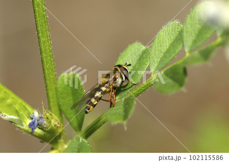 フタホシヒラタアブ 102115586