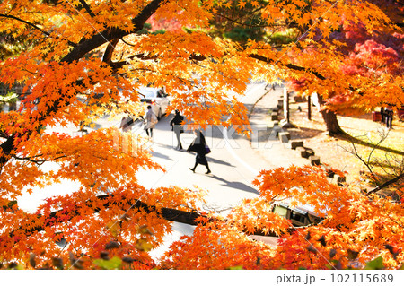 福島県会津若松・鶴ヶ城出丸口の紅葉 102115689