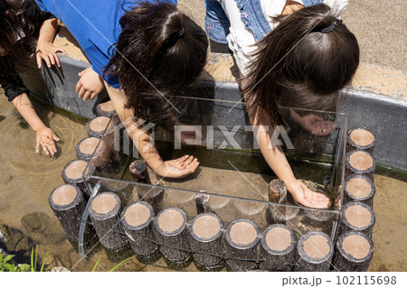 相模川ふれあい科学館　アクアリウムさがみはら　貝や小さな魚に触ることができるよ 102115698