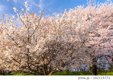 《埼玉県》満開の桜・春の権現堂桜堤 102115771