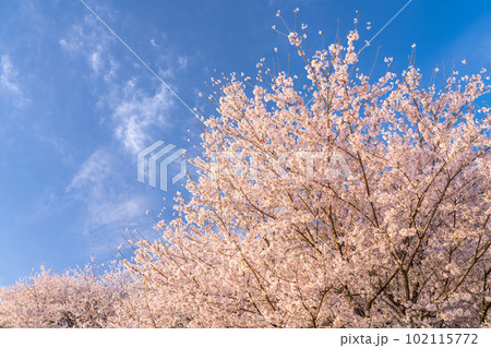 《埼玉県》満開の桜・春の権現堂桜堤 102115772
