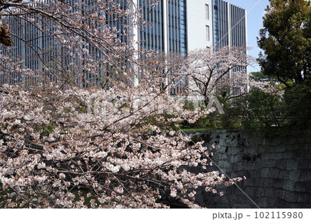 駿府城公園の桜 102115980