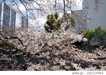 駿府城公園の桜 102115983
