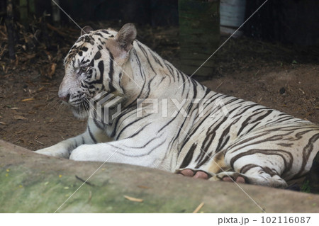 Close up white tiger is sit down and rest on floor Close up white tiger is sit down and rest on floor 102116087