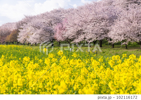 《埼玉県》満開の桜と菜の花・春の権現堂桜堤 《埼玉県》満開の桜と菜の花・春の権現堂桜堤 102116172