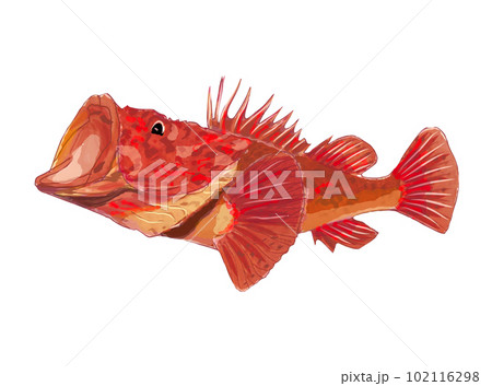 鬼カサゴ 102116298