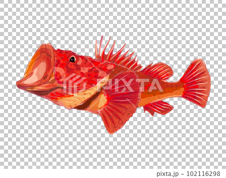 鬼カサゴ 102116298