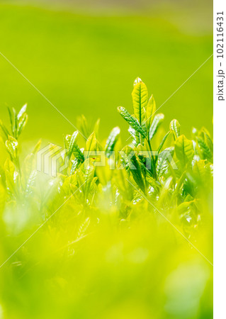 【静岡県】陽の光に輝く茶畑の若葉 102116431