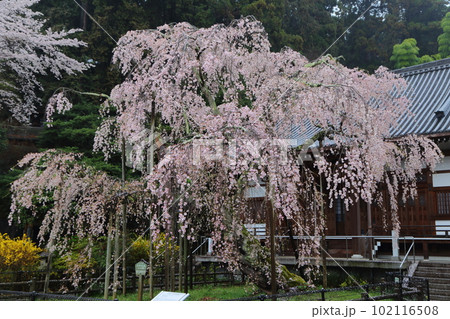 美しい大山寺のしだれ桜 102116508