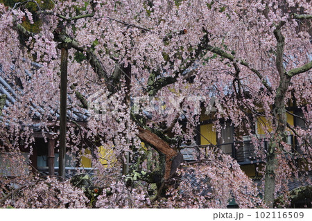 美しい大山寺のしだれ桜 102116509