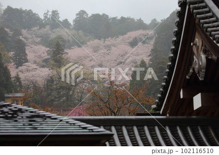 美しい桜と大山寺の山門 102116510