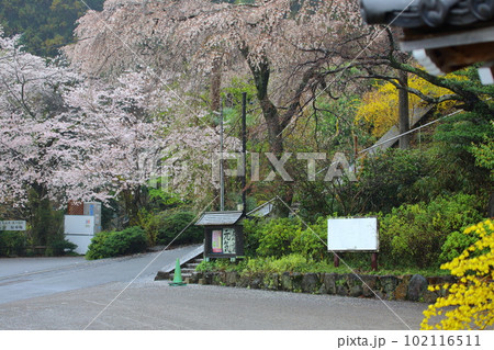 美しい大山寺のしだれ桜 102116511