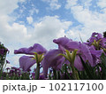 空を見上げる菖蒲 102117100