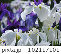 花菖蒲 102117101