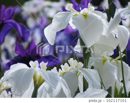 花菖蒲 花菖蒲 102117101