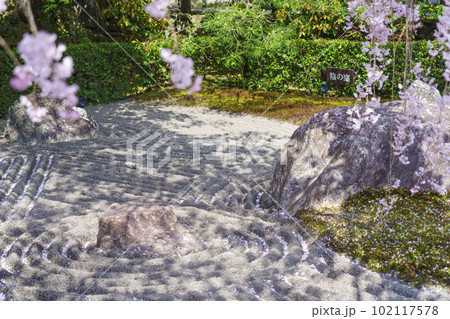 妙心寺 退蔵院 陰陽の庭 紅しだれ桜 妙心寺 退蔵院 陰陽の庭 紅しだれ桜 102117578