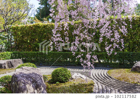 妙心寺 退蔵院 陰陽の庭 紅しだれ桜 妙心寺 退蔵院 陰陽の庭 紅しだれ桜 102117582