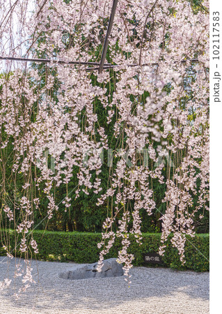 妙心寺　退蔵院　陰陽の庭　紅しだれ桜 102117583