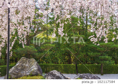 妙心寺 退蔵院 陰陽の庭 紅しだれ桜 妙心寺 退蔵院 陰陽の庭 紅しだれ桜 102117584