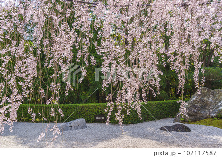 妙心寺　退蔵院　陰陽の庭　紅しだれ桜 102117587