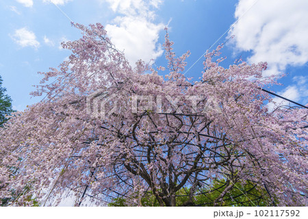 妙心寺 退蔵院 陰陽の庭 紅しだれ桜 妙心寺 退蔵院 陰陽の庭 紅しだれ桜 102117592