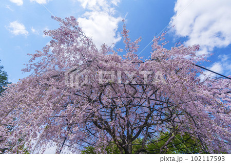 妙心寺　退蔵院　陰陽の庭　紅しだれ桜 102117593