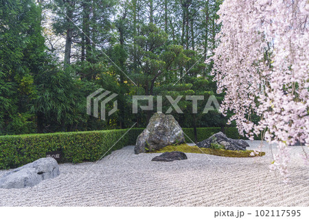 妙心寺　退蔵院　陰陽の庭　紅しだれ桜 102117595