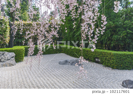 妙心寺　退蔵院　陰陽の庭　紅しだれ桜 102117601