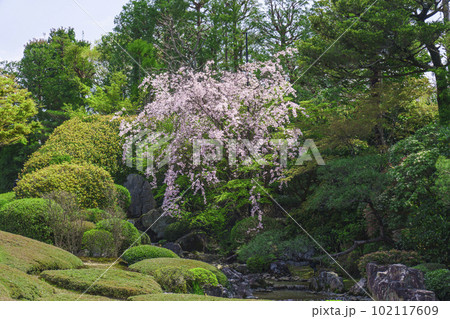妙心寺 退蔵院 余香苑 満開のしだれ桜 妙心寺 退蔵院 余香苑 満開のしだれ桜 102117609