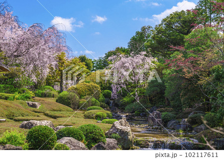 妙心寺　退蔵院　余香苑　満開のしだれ桜 102117611