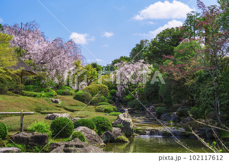 妙心寺 退蔵院 余香苑 満開のしだれ桜 妙心寺 退蔵院 余香苑 満開のしだれ桜 102117612