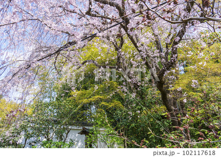 妙心寺 退蔵院 元信の庭 満開のしだれ桜 妙心寺 退蔵院 元信の庭 満開のしだれ桜 102117618