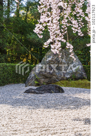 妙心寺　退蔵院　陰陽の庭　紅しだれ桜 102117623