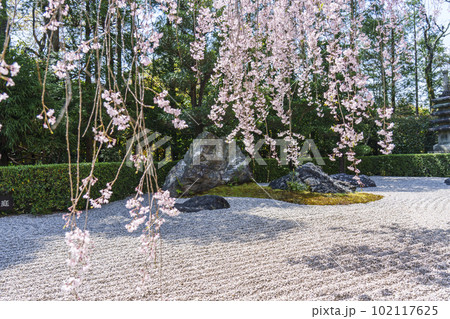 妙心寺 退蔵院 陰陽の庭 紅しだれ桜 妙心寺 退蔵院 陰陽の庭 紅しだれ桜 102117625