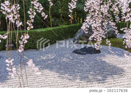 妙心寺 退蔵院 陰陽の庭 紅しだれ桜 妙心寺 退蔵院 陰陽の庭 紅しだれ桜 102117636