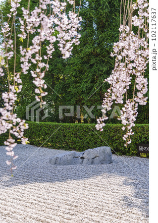 妙心寺 退蔵院 陰陽の庭 紅しだれ桜 妙心寺 退蔵院 陰陽の庭 紅しだれ桜 102117637